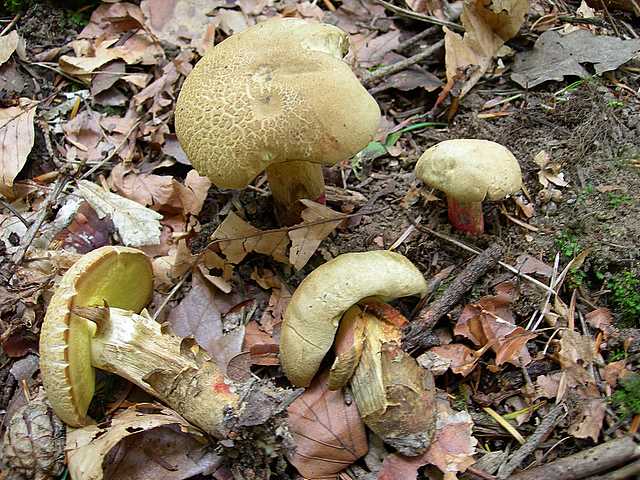 2005 :  Un anno di funghi